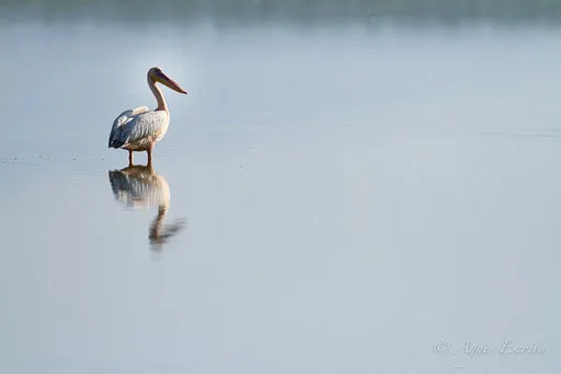 Pélican
