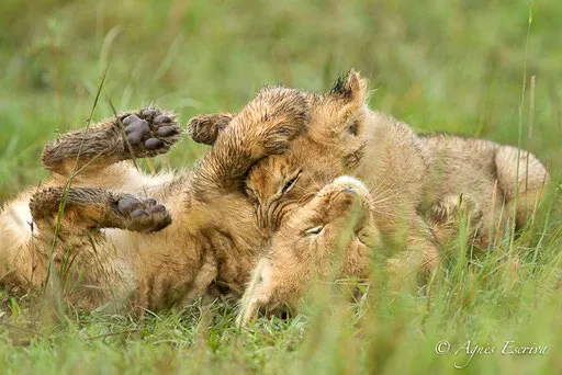 Lionceaux du clan d'Olkiombo
