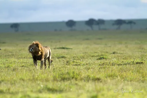 Morani s'ébrouant