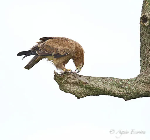 Aigle ravisseur