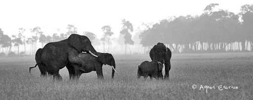 Amours d'éléphants sous la pluie