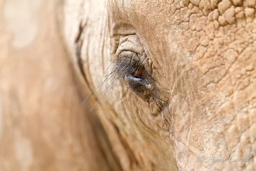 L'oeil de l'éléphant 2