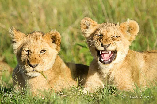 Lionceaux des Breakaways