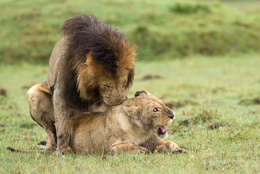 ... la mord...