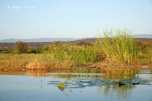 Marécages au bord du lac Baringo