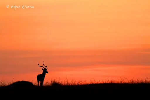 Silhouette d'impala mâle
