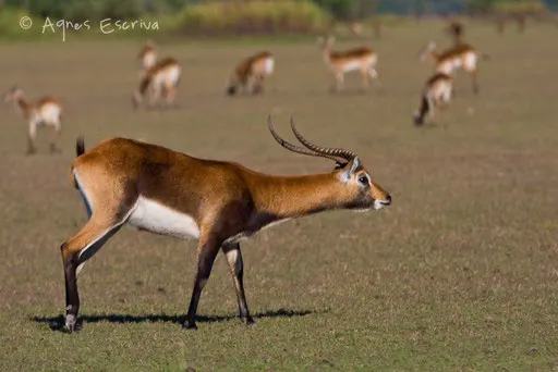 Cobe lechwe noir
