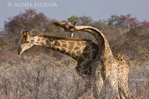 Combat de girafes - Etosha