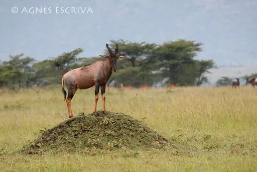 Topi on the top