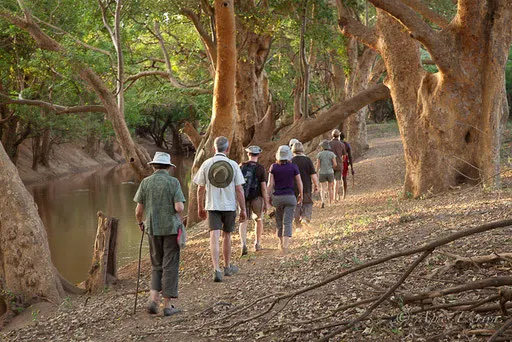 Balade sous les sycomores au bord de la rivière Ewaso Ngiro
