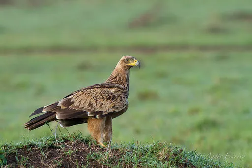 Aigle des steppes