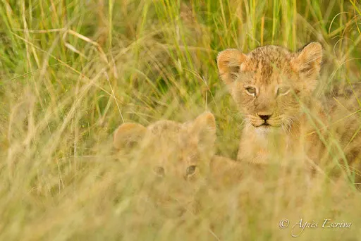 Lionceaux du clan de Paradise