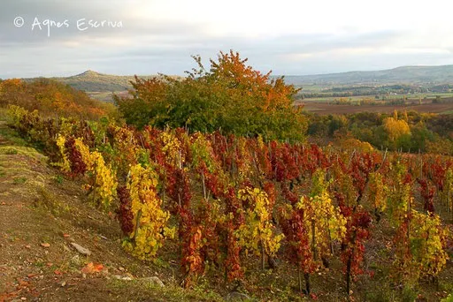 Vignes à Boudes