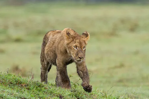 Un jeune lion