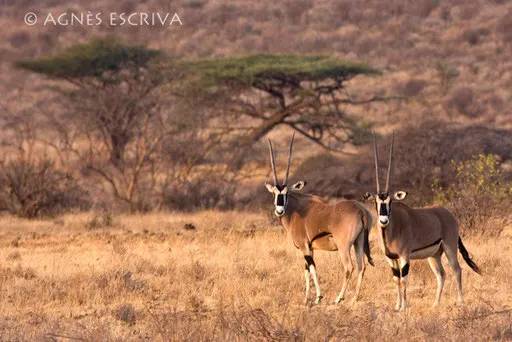 Oryx au couchant