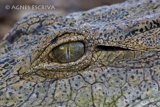 L'oeil du croc