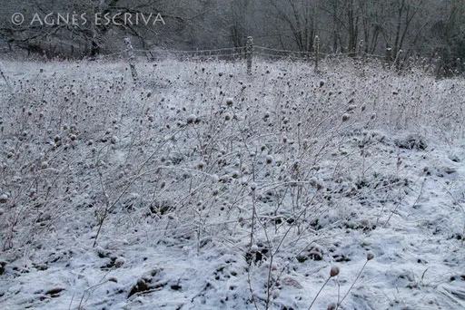 Graminées sous la neige fin 2009