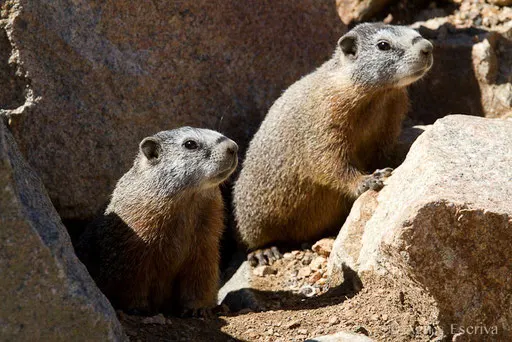 Marmottes à ventre jaune