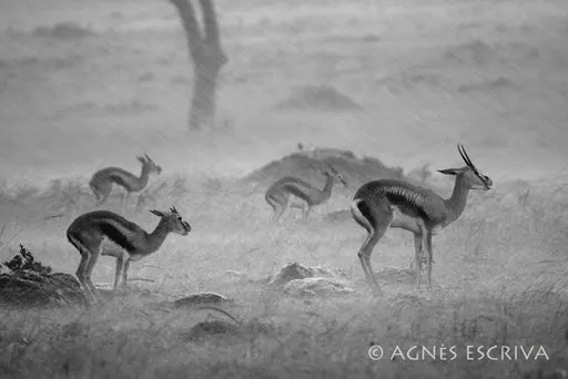 Chantons sous la pluie