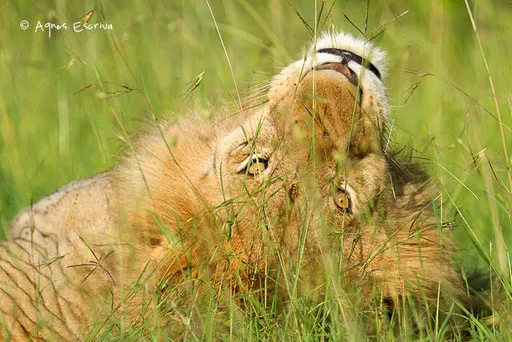 Jeune lion solitaire
