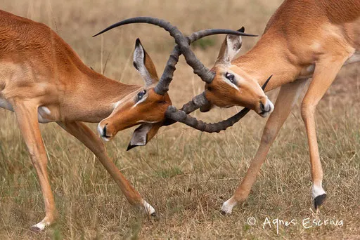 Combat d'impalas mâles