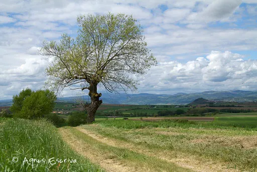Tremble Printemps 2011