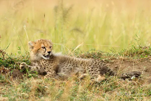 Jeune guépard