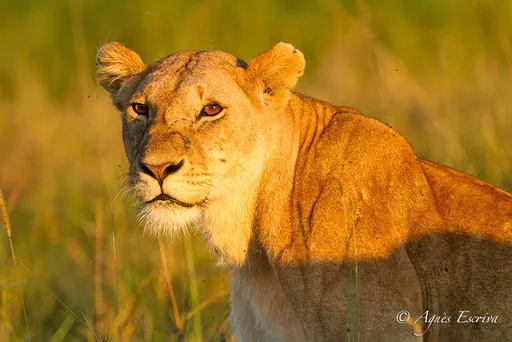 Lionne des Breakaways