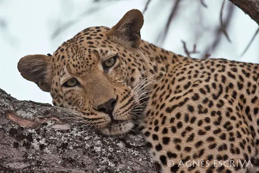Mvula
