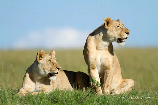 2 lionnes Breakaways