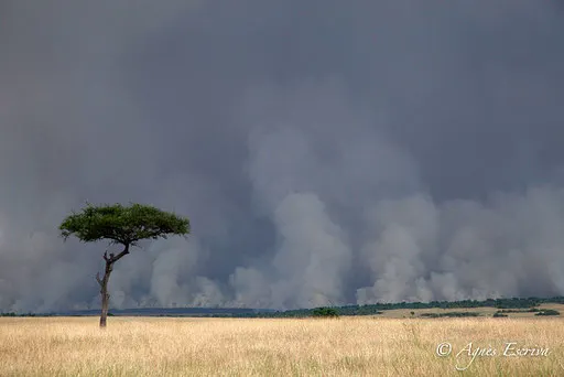 Feu de brousse