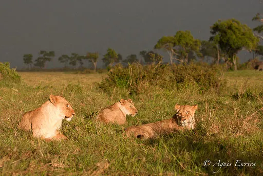 Trois jeunes lionnes à Bilashaka (Jicho, Sila et Kini)