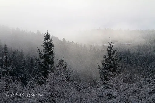 Hiver 2009/2010