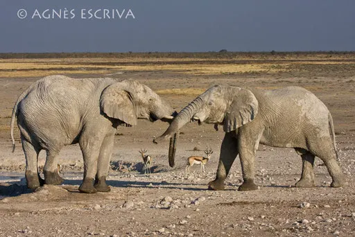 Combat - Etosha