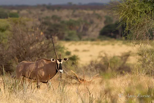Oryx