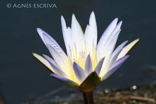 Fleur de nénuphar
