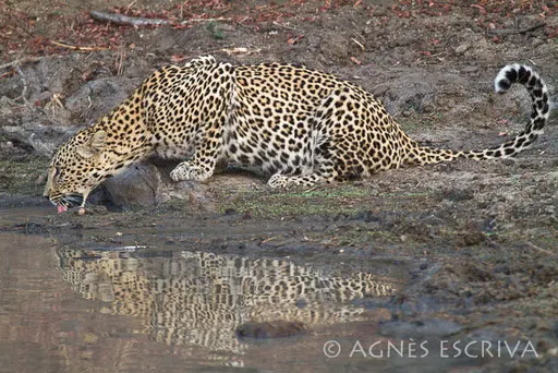 Karula