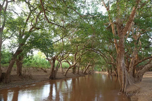 Sycomores au bord de la rivière Ewaso Ngiro