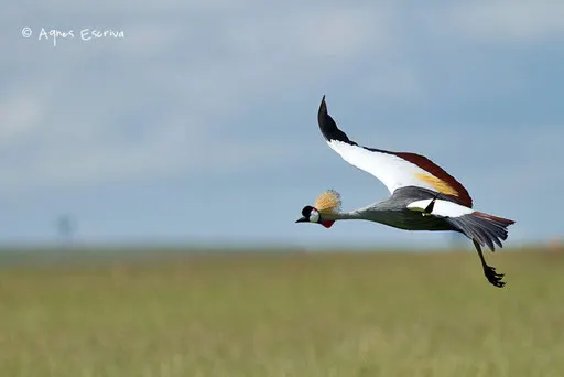 Vol de grue royale