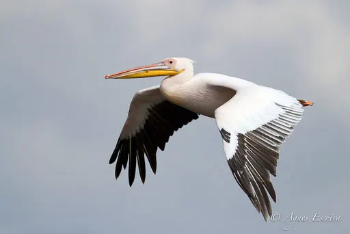 Vol de pélican - Nakuru