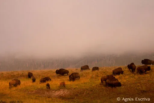 La plaine de bisons