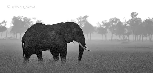 Eléphant sous la pluie