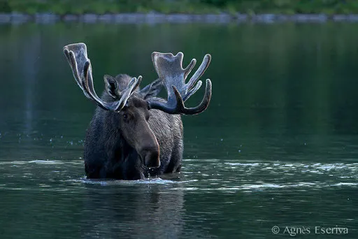 Elan - Orignal - Moose