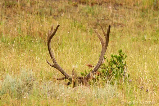 Bois de wapiti mâle