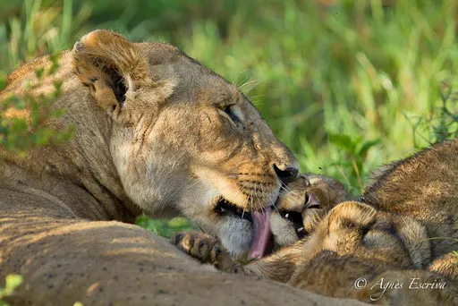 Charm et lionceau