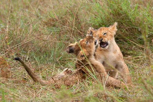 3 lionceaux de Charm (3 mois)