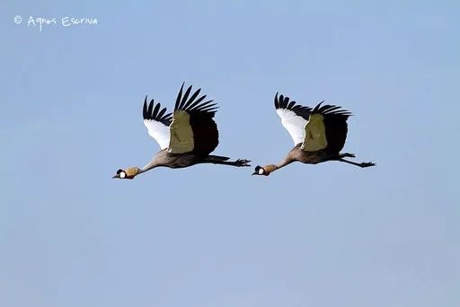 Couple de grues royales en vol
