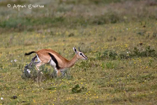 Naissance d'une gazelle de Thomson