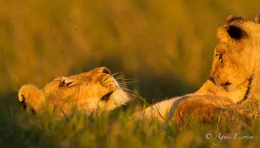 Lionne et lionceau des Breakaways