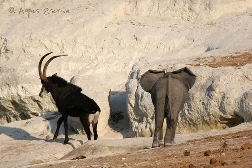 Antilope sable chassée par un éléphanteau